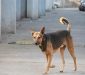 دعوى قضائية ضد أمانة عمان و”الصحة” بسبب كلب